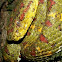 Eyelash Viper