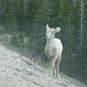 Mountain Goat