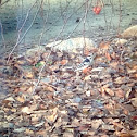 Hairy Woodpecker