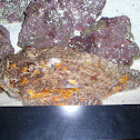 Reef Stonefish