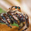Male Hyllus Semicupreus Jumping Spider