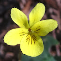 Yellow Wood Violets
