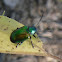 Dogbane Beetle