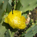 Beavertail Cactus