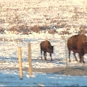 American Bison