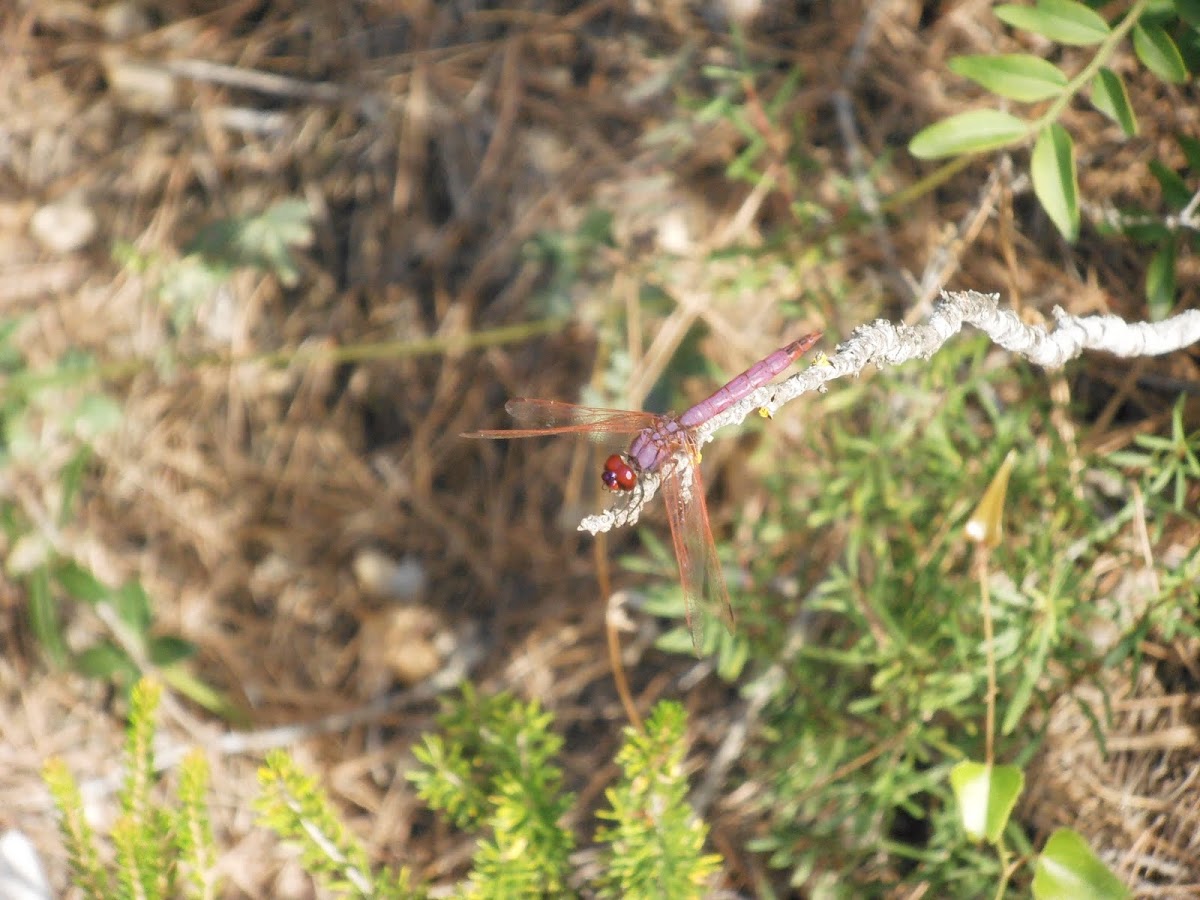 Espiadimonis [Trithemis]