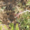 Espiadimonis [Trithemis]