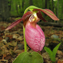 Pink Lady's Slipper, Moccasin Flower