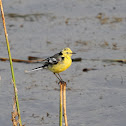 Citrine Wagtail or Yellow-headed Wagtail