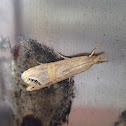 Leaf roller moth?