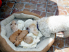 Vendo Tiernos Cachorros Poodle Toy Y Micro Toy