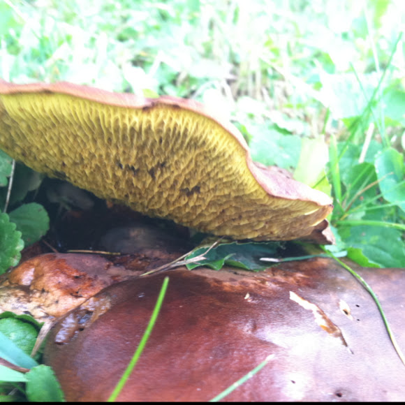 Spotting Image 1