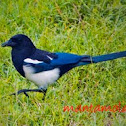Black-Billed Magpie