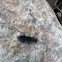 Blue Mud Dauber