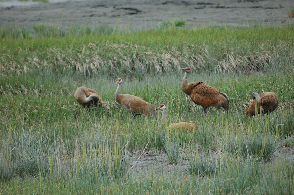 Spotting Image 1