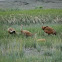 Sand Hill Crane