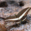 Banded Swallowtail