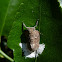 White-marked Gum Hopper