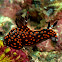 Nudibranch