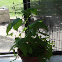 Blue Lake 274 Bush Beans