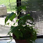 Blue Lake 274 Bush Beans