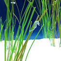 Seahorse