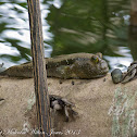 Giant Mudskipper