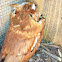 Eastern Screech Owl