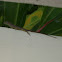 Jamaican Brown Anole