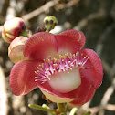 Cannonball Tree