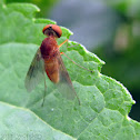 Snipe Fly - male