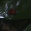 Granular Poison Frog