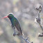 Broad billed hummingbird