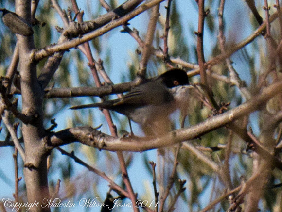 Spotting Image 1