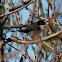Sardinian Warbler