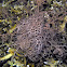 Giant Basket Star
