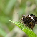 Falcate Skipper