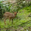 Dik Dik