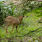 Dik Dik