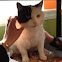 American Shorthair Cat