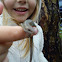 Common/Viviparous Lizard