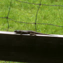 Eastern Fence Lizard