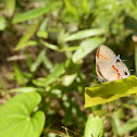 Red-banded Hairstreak