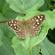 Speckled Wood Butterfly