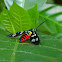 wasp moth