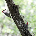 Red Bellied Woodpeckers-pair