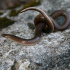 Worm Snake