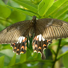 Common rose