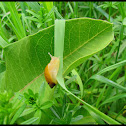 Garden Snail