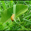 Garden Snail